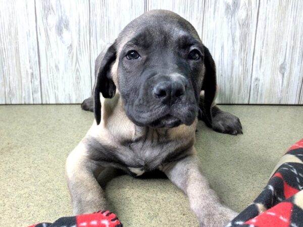 English Mastiff-DOG-Female-Apricot-2500-Petland Hilliard, Ohio