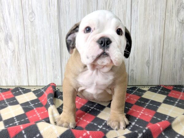 Victorian Bulldog DOG Male Red / White 2496 Petland Hilliard, Ohio