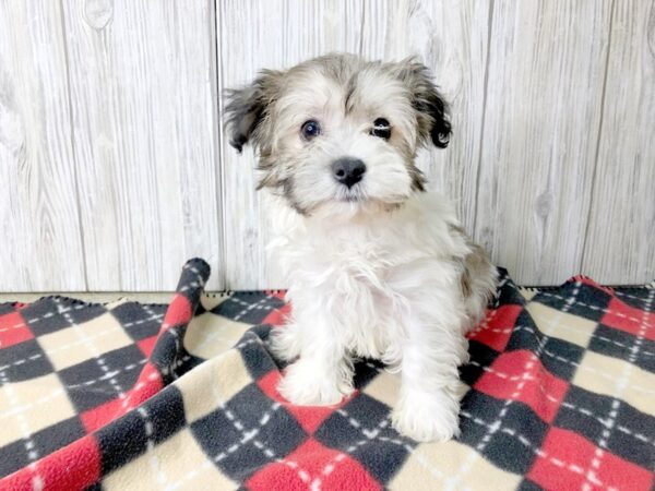 Havanese-DOG-Male-Sable / White-2493-Petland Hilliard, Ohio