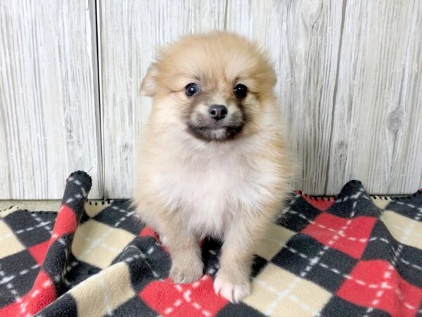 Pomeranian-DOG-Female-SABLE-2501-Petland Hilliard, Ohio