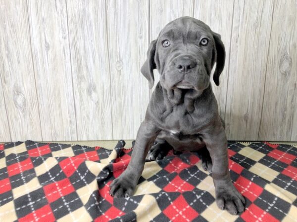 Neapolitan Mastiff DOG Male Blue 2498 Petland Hilliard, Ohio