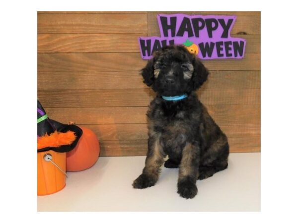 Whoodle-DOG-Female-Wheaten-2506-Petland Hilliard, Ohio