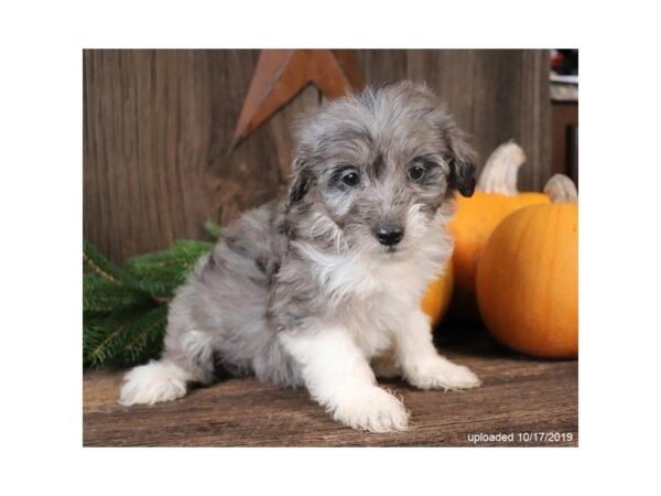 Poodle/Australian Shepherd-DOG-Female-Blue-2515-Petland Hilliard, Ohio