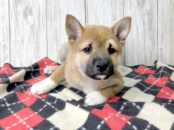 Shiba Inu-DOG-Male-RED-2514-Petland Hilliard, Ohio