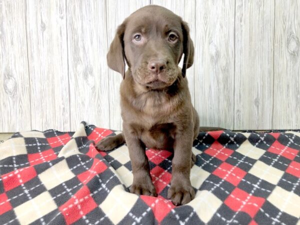 Labrador Retriever-DOG-Female-Chocolate-2512-Petland Hilliard, Ohio