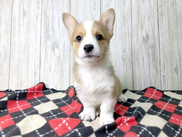 Pembroke Welsh Corgi-DOG-Female-Sable / White-2510-Petland Hilliard, Ohio