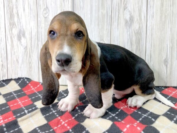 Basset Hound-DOG-Male-Black White / Tan-2509-Petland Hilliard, Ohio