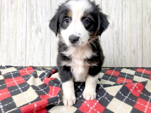 Mini Aussie-DOG-Female-TRI-2513-Petland Hilliard, Ohio