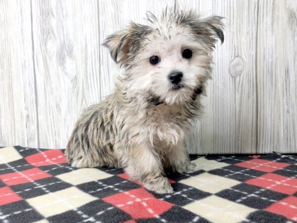 Morkie DOG Male Sable 2520 Petland Hilliard, Ohio