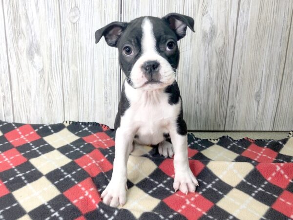 Boston Terrier-DOG-Male-Black Brindle / White-2519-Petland Hilliard, Ohio