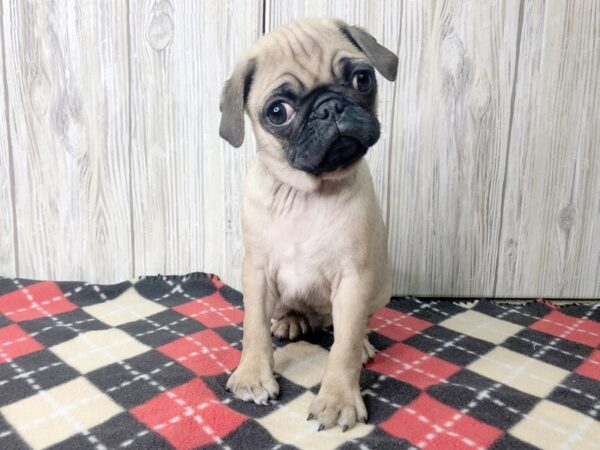 Pug-DOG-Male-Fawn-2517-Petland Hilliard, Ohio