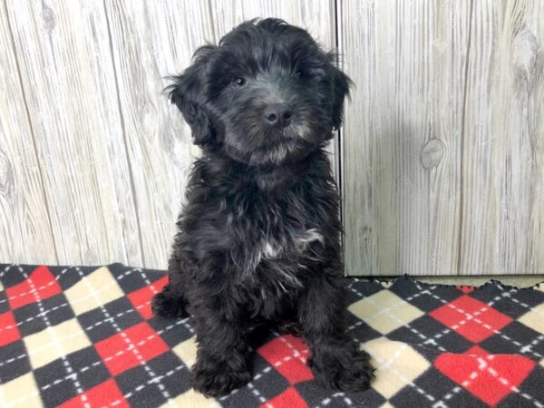 Mini Whoodle-DOG-Male-Black-2524-Petland Hilliard, Ohio