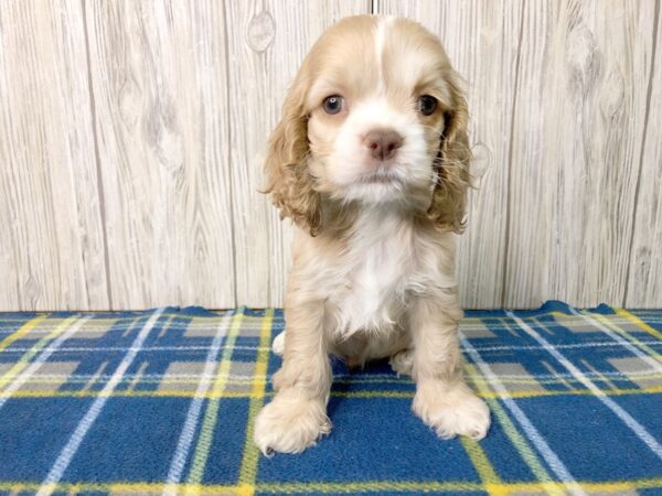 Cocker Spaniel-DOG-Male-BUFF-2526-Petland Hilliard, Ohio