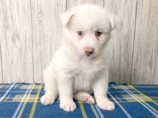 Pomsky-DOG-Male-WHITE-2525-Petland Hilliard, Ohio