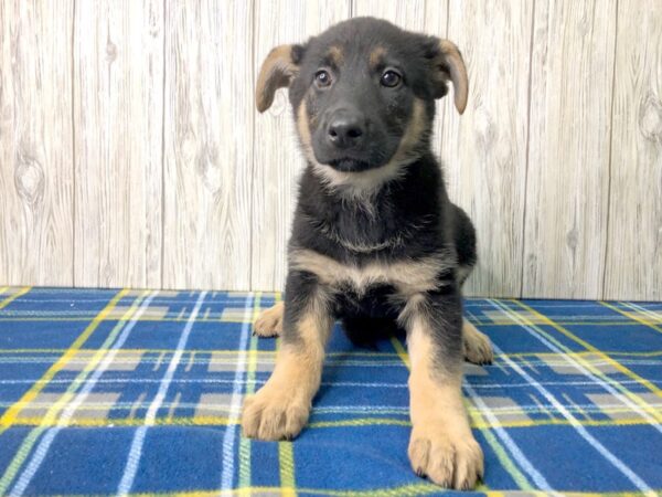 German Shepherd DOG Female Black Tan 2528 Petland Hilliard, Ohio