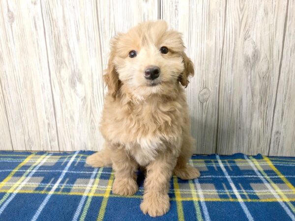 Mini Goldendoodle 2nd Gen-DOG-Female--2529-Petland Hilliard, Ohio