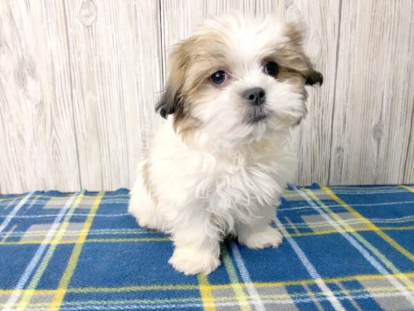 Maltese/Shih Tzu-DOG-Male--2530-Petland Hilliard, Ohio