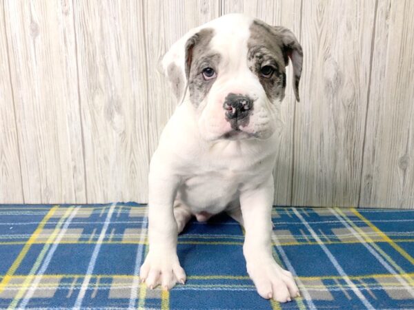 Old English Bulldog-DOG-Male--2531-Petland Hilliard, Ohio