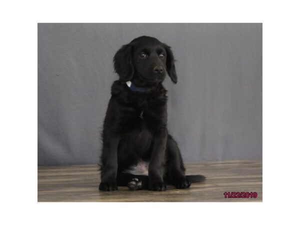 Goldendoodle 2nd Gen-DOG-Female-Black-2539-Petland Hilliard, Ohio