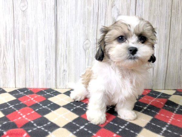 Teddy Bear DOG Female Brown / White 2538 Petland Hilliard, Ohio