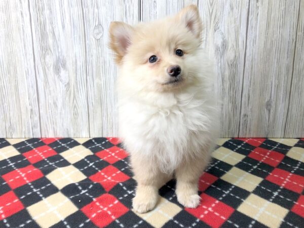 Pomeranian-DOG-Male-White / Cream-2535-Petland Hilliard, Ohio