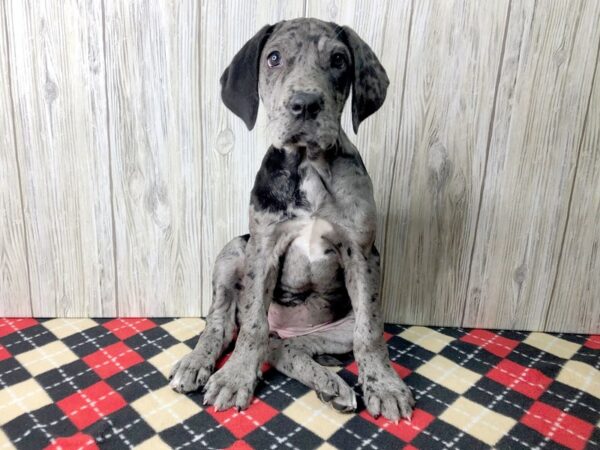 Great Dane-DOG-Female-Blue Merle-2537-Petland Hilliard, Ohio