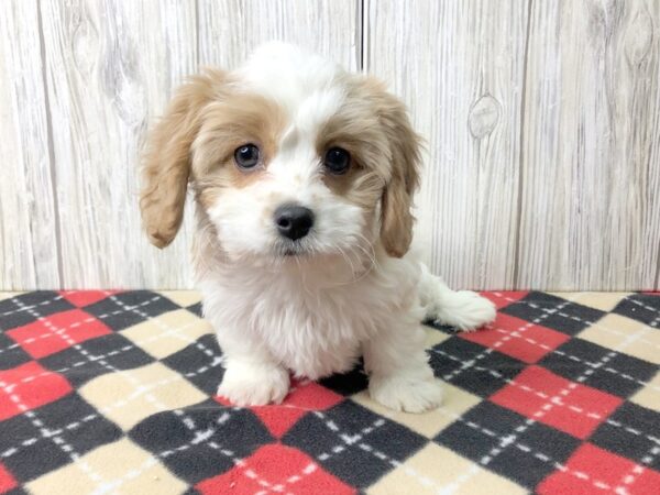 Cavachon DOG Female White / Blenheim 2534 Petland Hilliard, Ohio