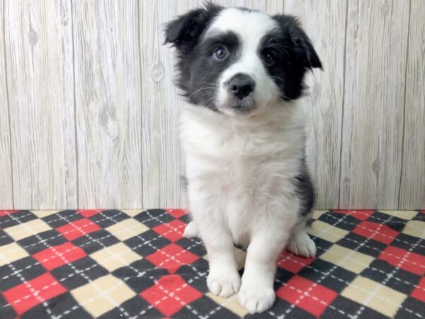 Aussie Mo-DOG-Male-Black & White-2533-Petland Hilliard, Ohio