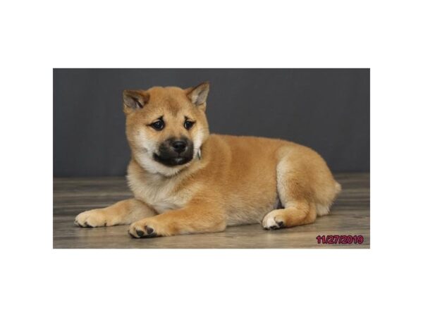 Shiba Inu-DOG-Male-Red-2543-Petland Hilliard, Ohio