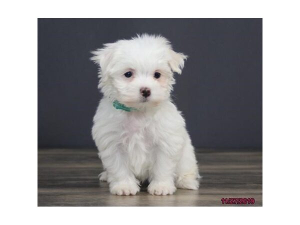 Maltese-DOG-Male-White-2544-Petland Hilliard, Ohio