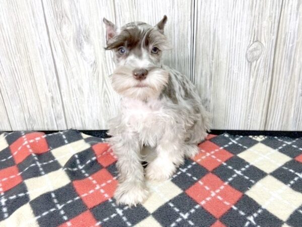 Miniature Schnauzer DOG Male LIVER MERLE 2541 Petland Hilliard, Ohio