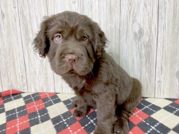 Mini Hippo-DOG-Male-CHOC-2540-Petland Hilliard, Ohio