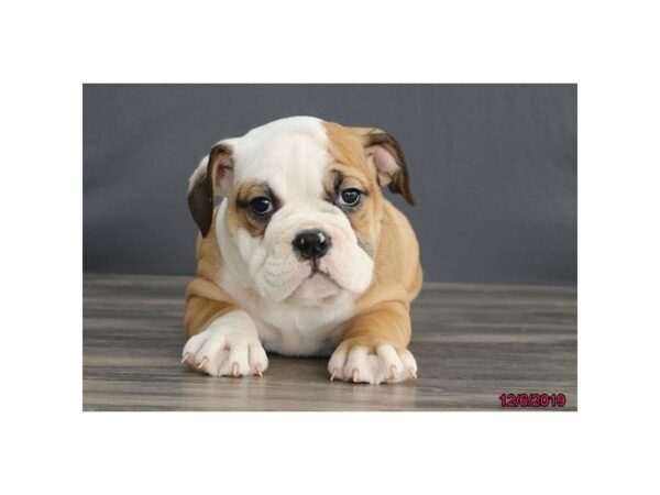 Victorian Bulldoge-DOG-Female-Brown / White-2548-Petland Hilliard, Ohio