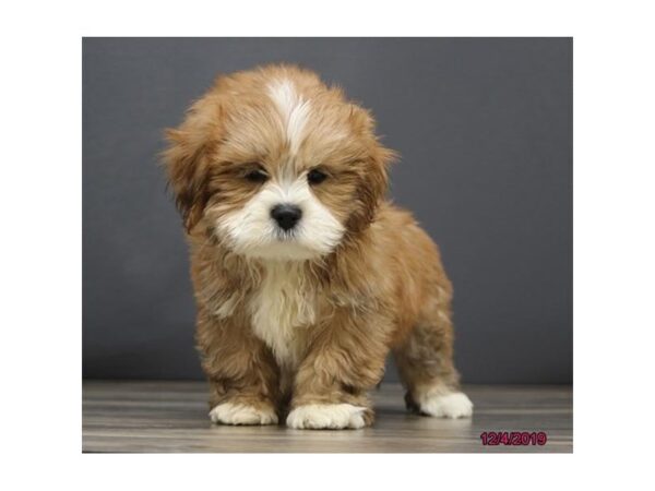 Lhasa Apso DOG Male Red 2549 Petland Hilliard, Ohio