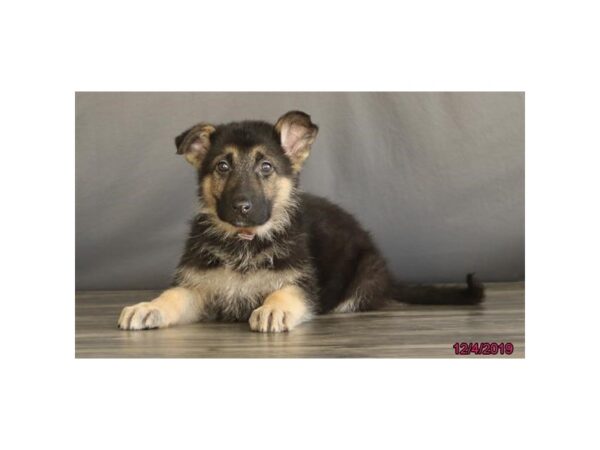 German Shepherd Dog-DOG-Female-Black / Tan-2551-Petland Hilliard, Ohio