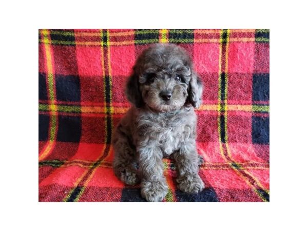 Poodle-DOG-Male-Blue Merle-2552-Petland Hilliard, Ohio