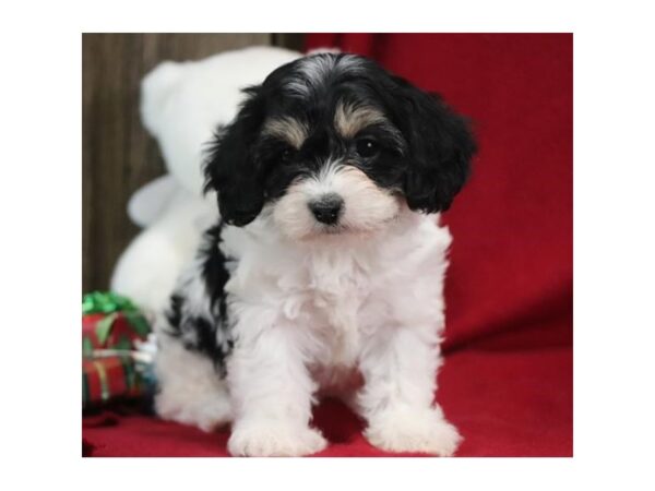 Cavachon DOG Female Black 2560 Petland Hilliard, Ohio