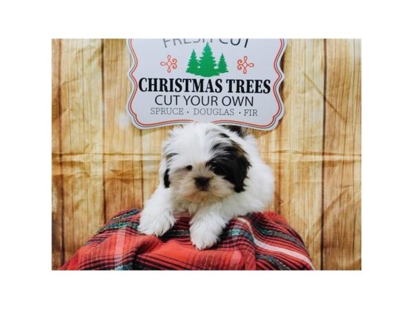 Shih Tzu-DOG-Male-Liver-2553-Petland Hilliard, Ohio