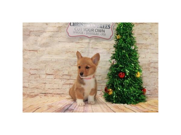 Pembroke Welsh Corgi-DOG-Female-Sable / White-2554-Petland Hilliard, Ohio