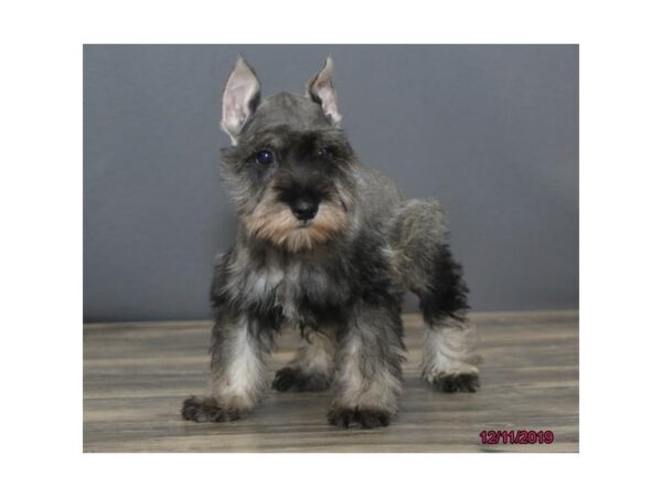 Miniature Schnauzer DOG Female Salt / Pepper 2558 Petland Hilliard, Ohio