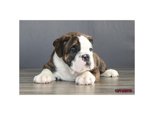 Bulldog-DOG-Male-Brindle / White-2557-Petland Hilliard, Ohio