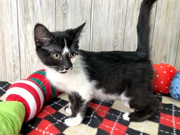 Domestic Short Hair-CAT-Female-black/white-2566-Petland Hilliard, Ohio