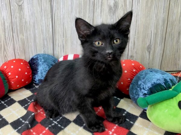 Domestic Short Hair-CAT-Male-black-2565-Petland Hilliard, Ohio