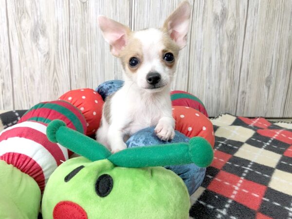 Chihuahua-DOG-Male-White-2563-Petland Hilliard, Ohio