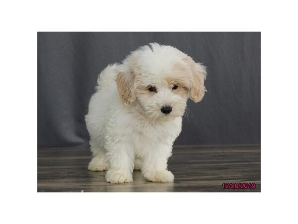 Bichon/Poodle-DOG-Female-White / Cream-2567-Petland Hilliard, Ohio