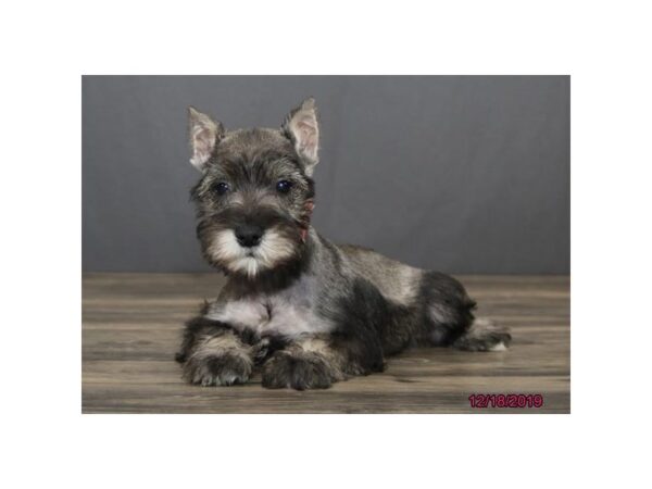 Miniature Schnauzer-DOG-Female-Salt & Pepper-2574-Petland Hilliard, Ohio