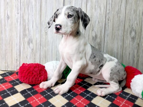 Great Dane-DOG-Female--2572-Petland Hilliard, Ohio