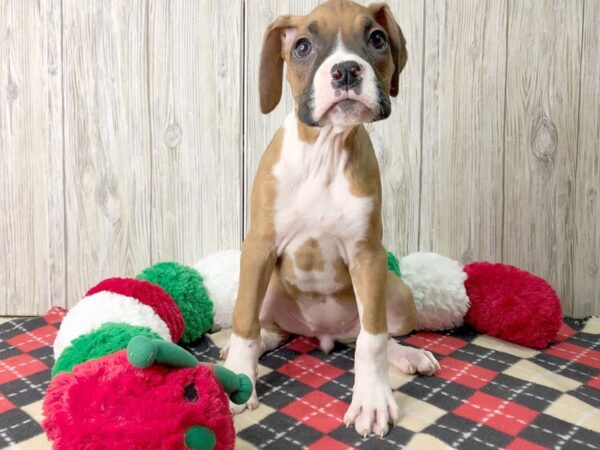 Boxer-DOG-Female--2573-Petland Hilliard, Ohio