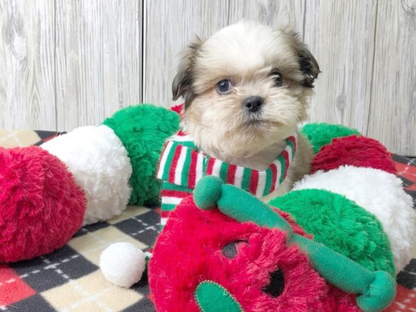 Shih Tzu-DOG-Male-Brown White-2577-Petland Hilliard, Ohio