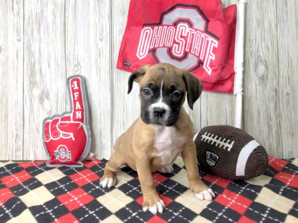 Boxer-DOG-Female-Fawn White-2583-Petland Hilliard, Ohio